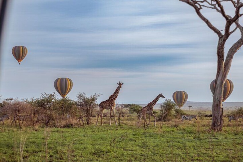 Fly over Serengeti! Balloon Safari & Bush Breakfast in the Wild.