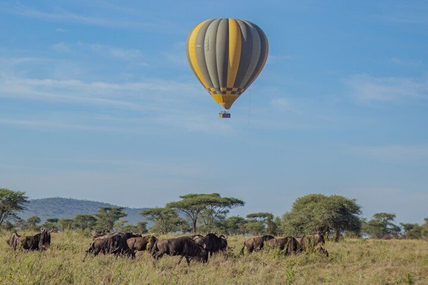 Fly over Serengeti! Balloon Safari & Bush Breakfast in the Wild.