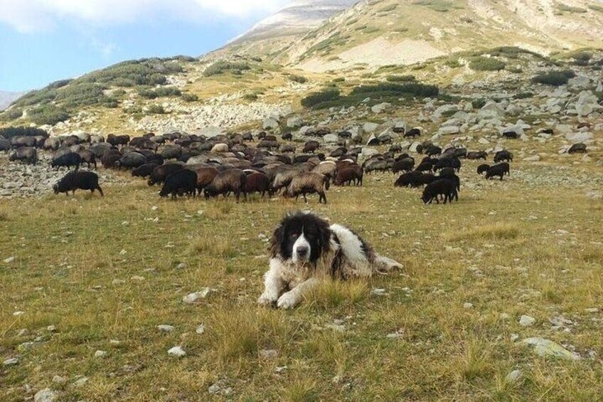 Bulgarian Breeds of Pets and Tasting Organic Products