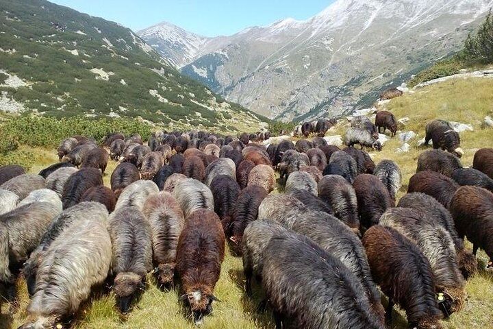 Karakachan sheep hot sale