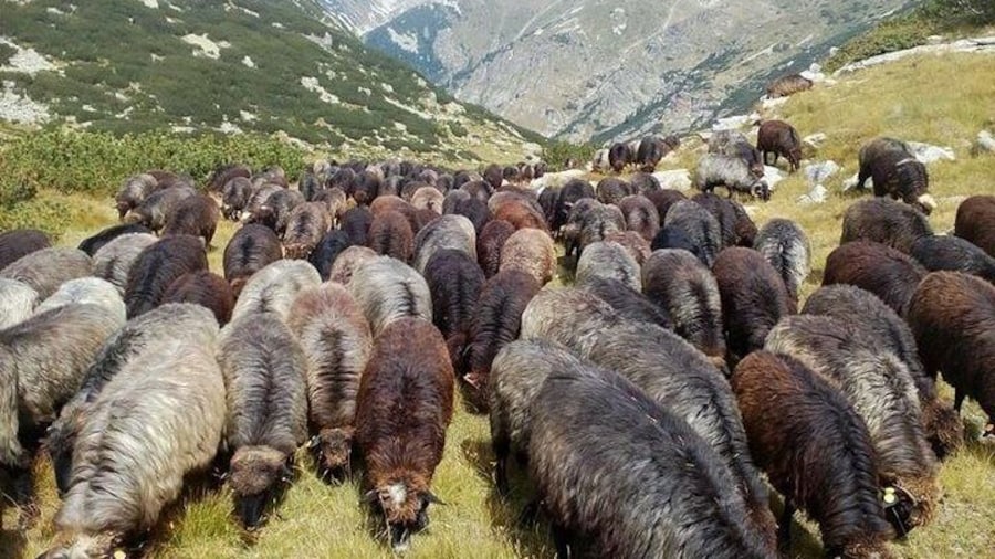 Disappearing Bulgarian Breeds of Pets and Tasting Organic Products in North Pirin
