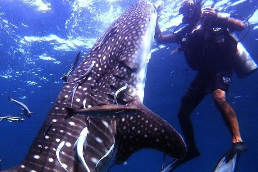 Diving with giants
