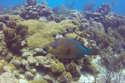 Scuba Discovery from shore on Bonaire - Private 1 guest shore dive