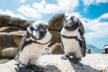 Revel in the Cape Peninsula (Penguins & Cape of Good Hope)