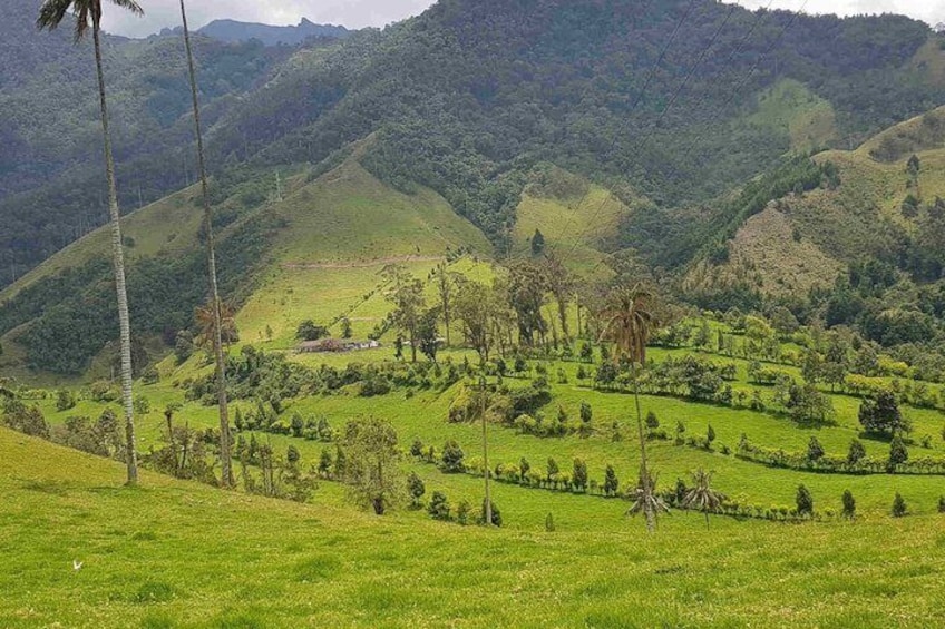 Wax Palms, Salento and Coffee Private Full Day Tour