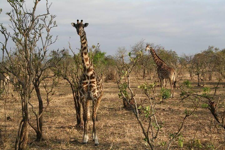 MIKUMI NATIONAL PARK - 3 Days