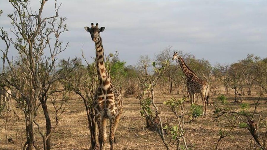 MIKUMI NATIONAL PARK - 3 Days