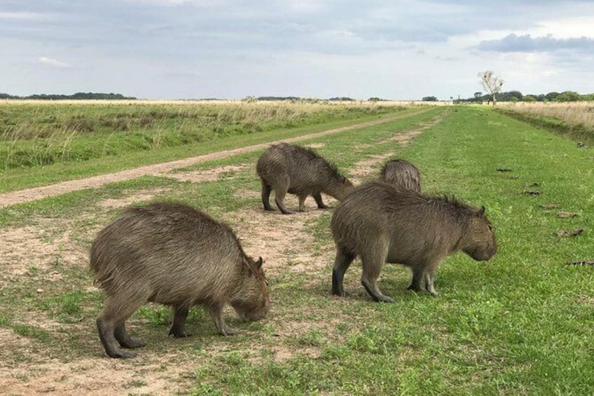 Show item 4 of 10. Ibera Safari