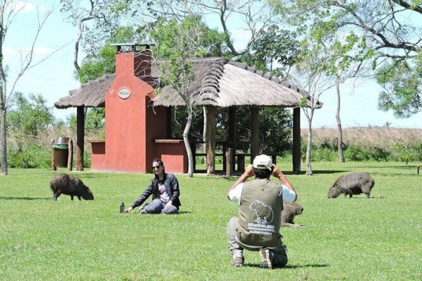 Show item 5 of 10. Ibera Safari
