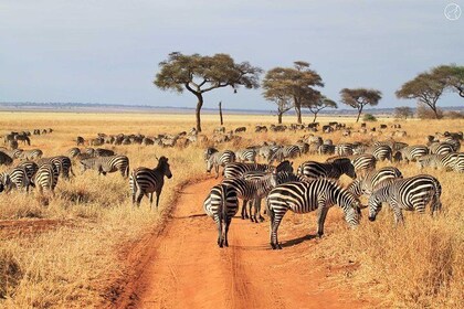 7-Day Glimpse of Northern Tanzania