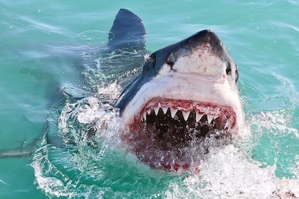From Cape Town: Shark Cage Diving Private Boat Tour to Gansbaai