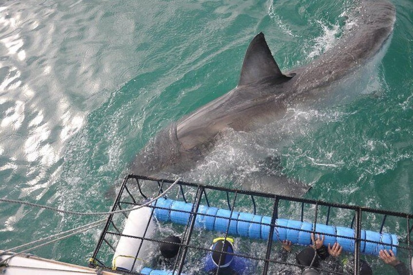 Shark cage diving