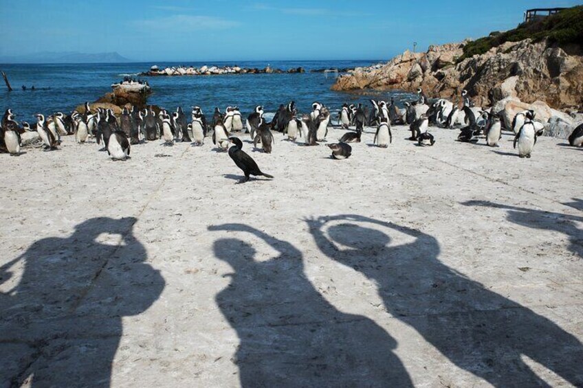 Stony Point penguins