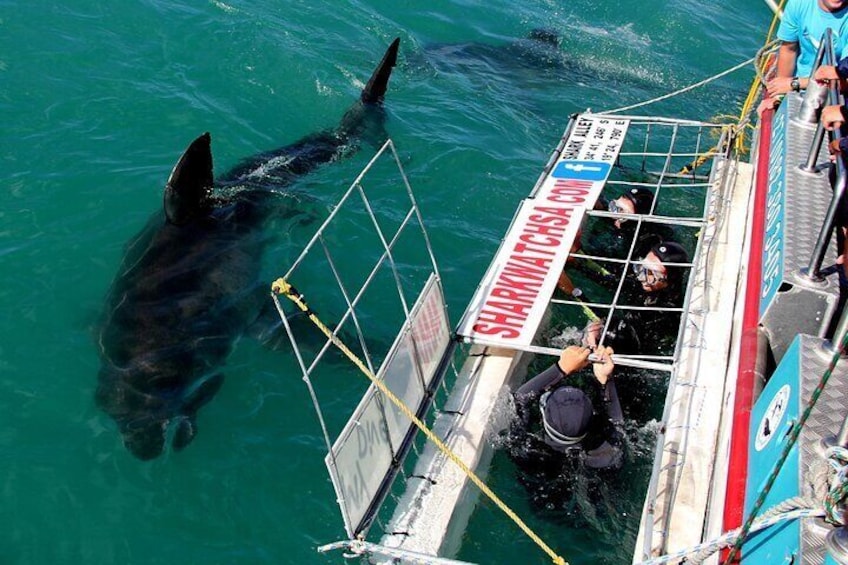 From Cape Town: Shark Cage Diving Private Boat Tour to Gansbaai