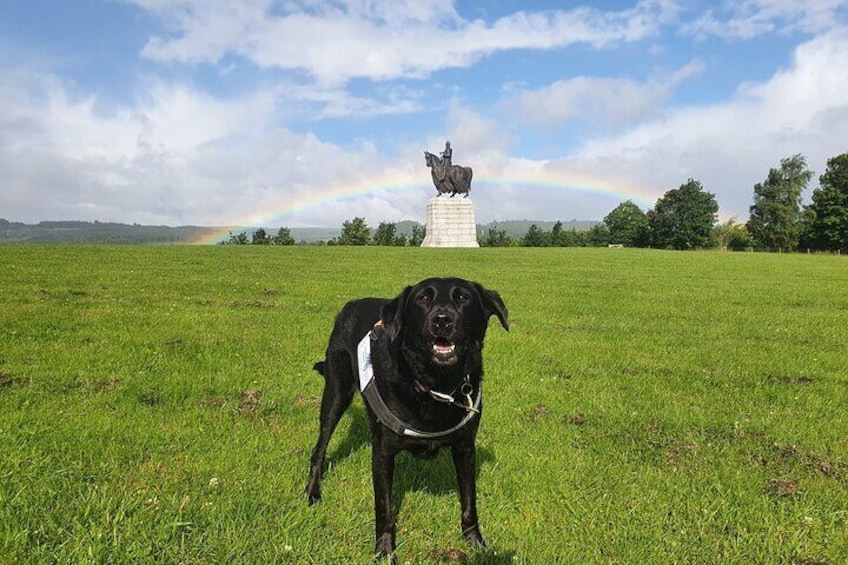 Sadly Molly passed over the Rainbow Bridge on 15/02/24