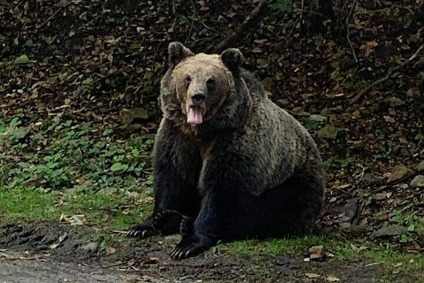 Bears along the road