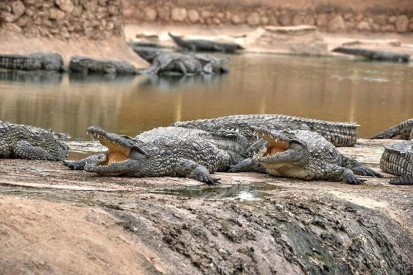 Croco & Anaconda parc Agadir