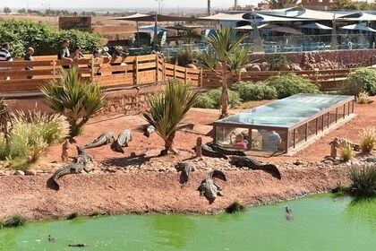 Croco & Anaconda parc Agadir