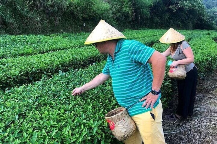 Picking Tea at Tea Garden