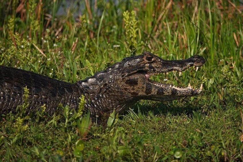 Show item 5 of 8. Tradition, culture and nature in Ibera Marshlands