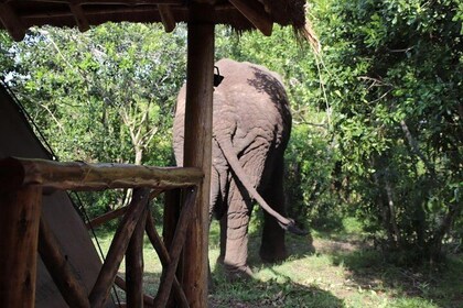 10日烏幹達西部經濟野生動物之旅