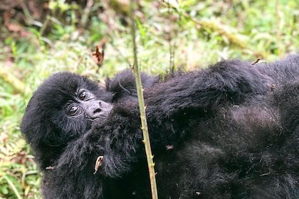 6 Day Uganda Gorilla Safari and Lake Bunyonyi Homestay Experience