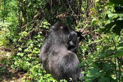 4 Day Uganda Gorilla Trekking Safari with Lake Bunyonyi