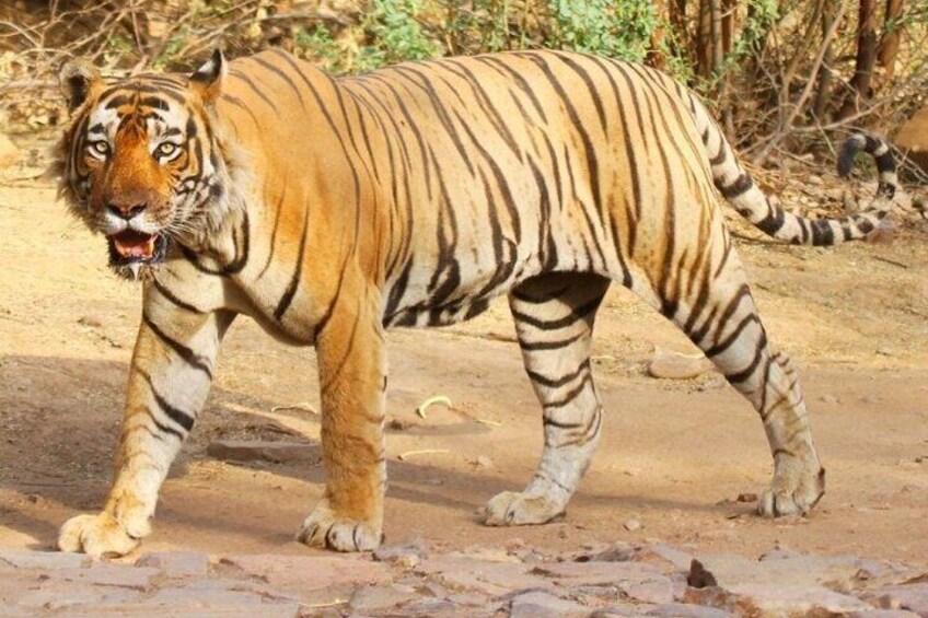 From Jaipur - Wildlife with Taj Mahal Agra & Delhi Tour 4 Days