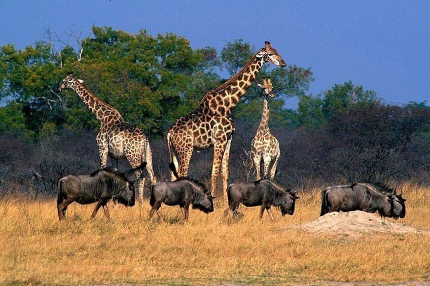 wilderbeasts and giraffee