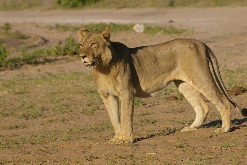 Lion near Campsite