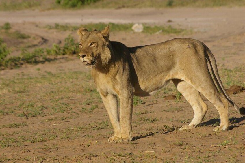 Lion near Campsite