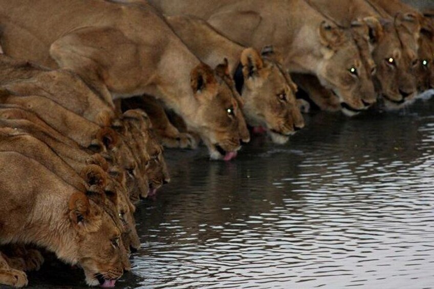 Lions on a waterhole