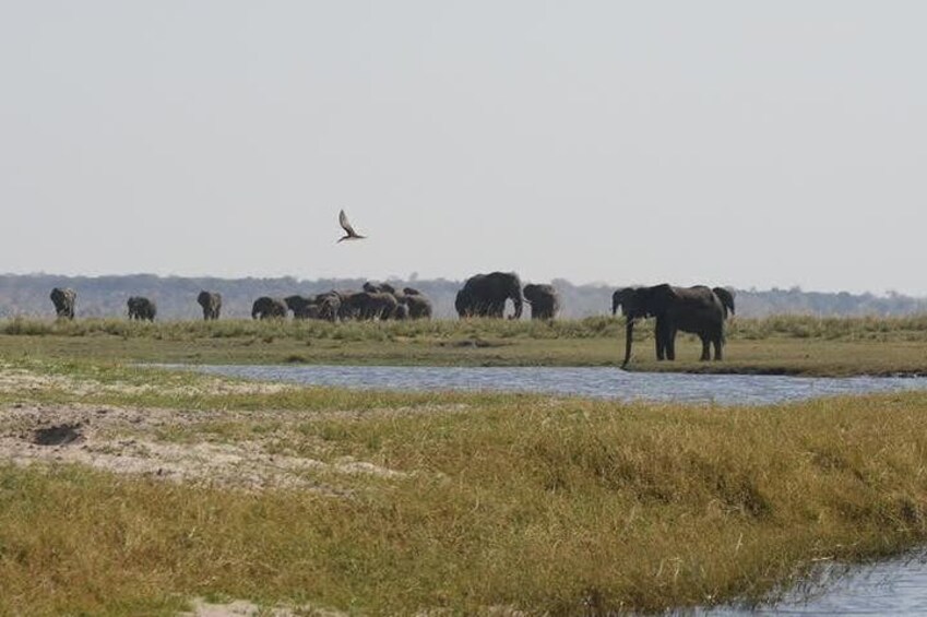 hwange waterhole