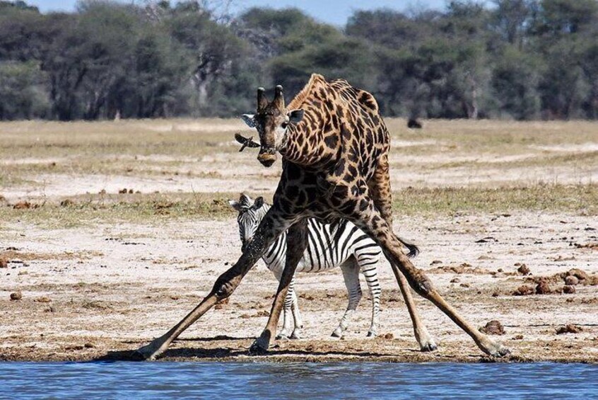 Giraffee drinking water