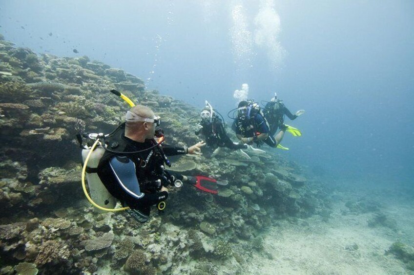 Fun Dives For Certified Divers