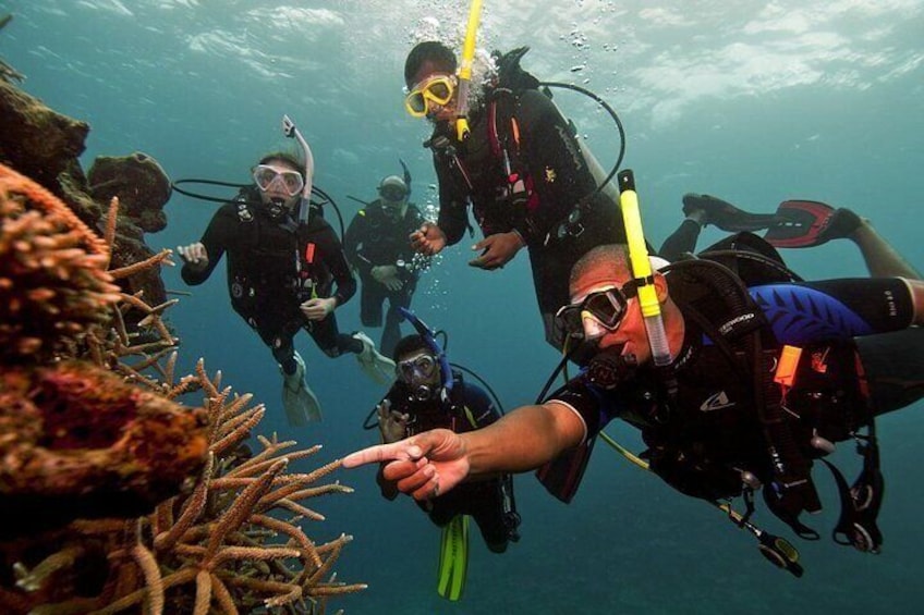 Scuba Diving For Beginners