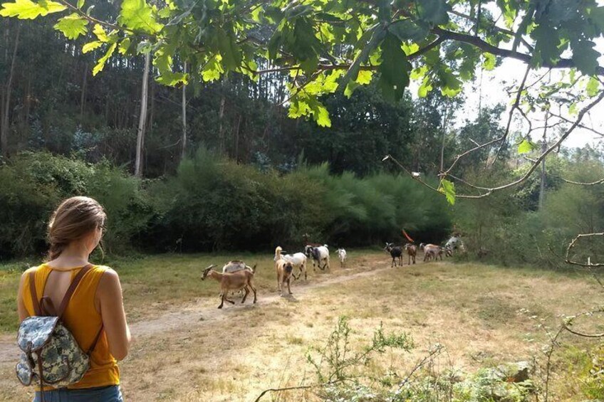 Half Day Hike and Picnic Tour in Porto's Mountains