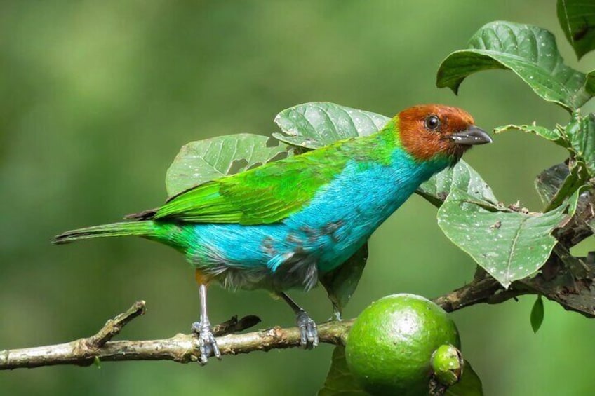 Salento: Birding hiking with picnic at the river