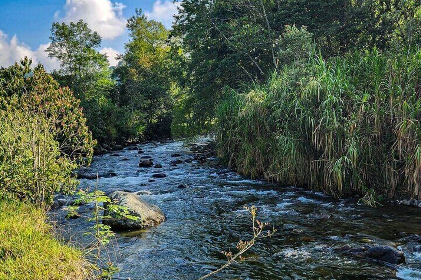 Birding along the river