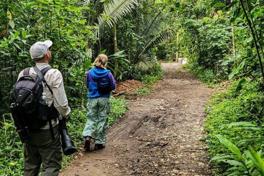 Birding in the forest