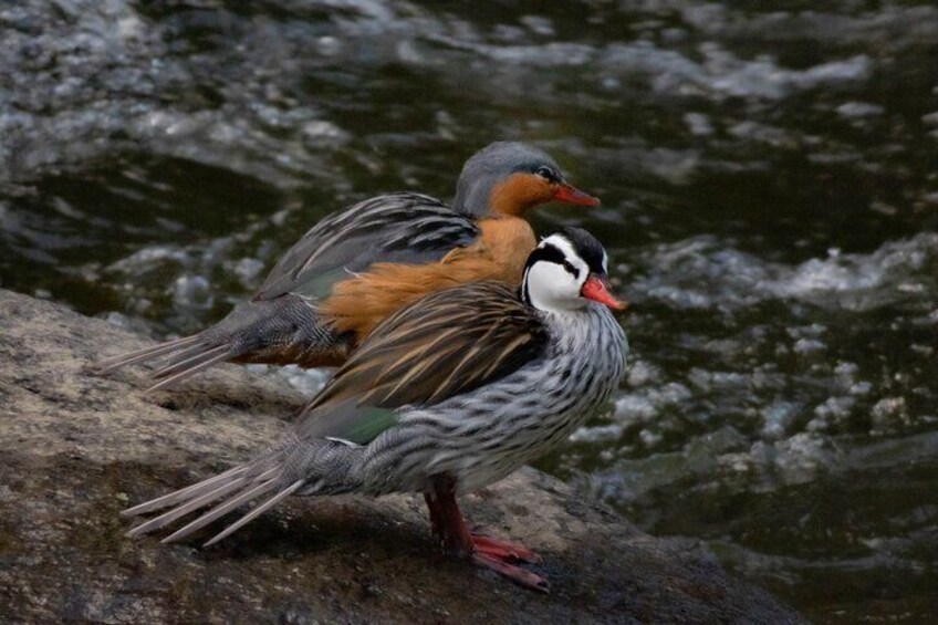 Salento: Birding hiking with picnic at the river