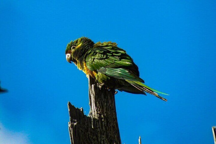 5-Days Birding: Adventure in the Central Andes of Colombia