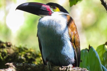 5-Days Birding: Adventure in the Central Andes of Colombia