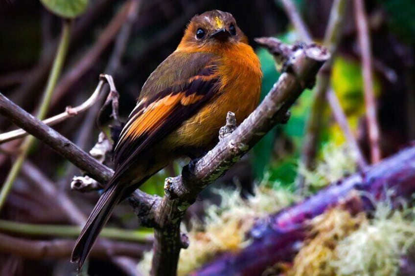 5-Days Birding: Adventure in the Central Andes of Colombia