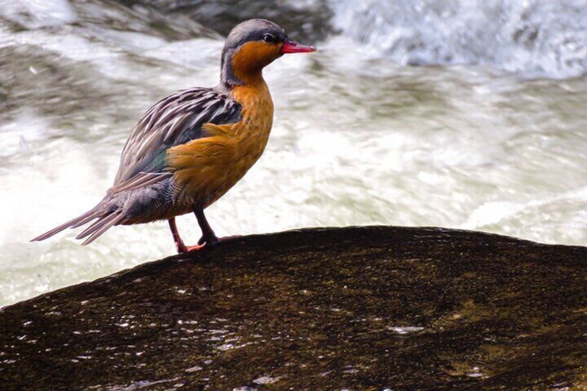 5-Days Birding: Adventure in the Central Andes of Colombia