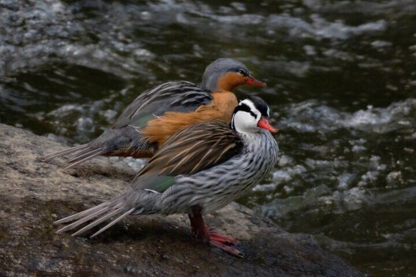 5-Days Birding: Adventure in the Central Andes of Colombia