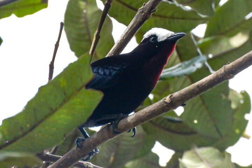 White-Capped Tanager