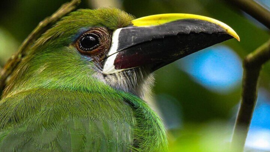 Emerald Toucanet