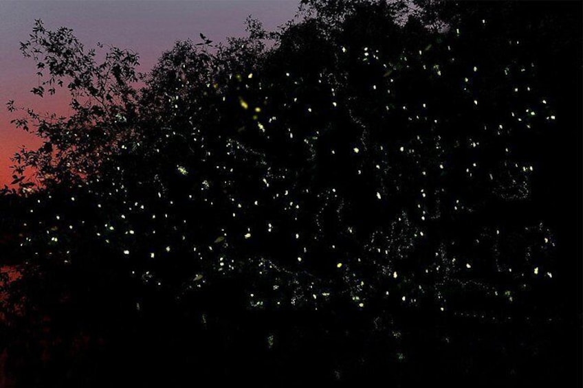Bintan Fireflies Discovery Tour