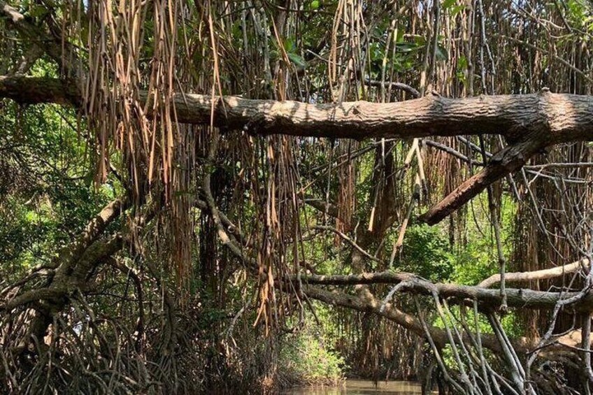 Mangrove Adventure